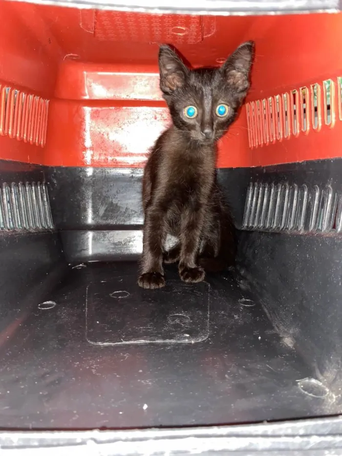 Gato ra a  idade 2 a 6 meses nome Não tem nome 