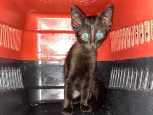 Gato raça  idade 2 a 6 meses nome Não tem nome 