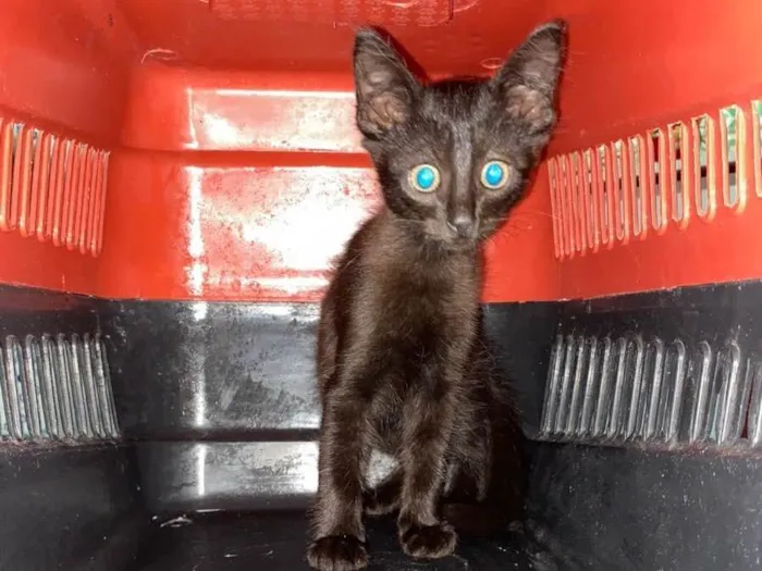 Gato ra a  idade 2 a 6 meses nome Não tem nome 