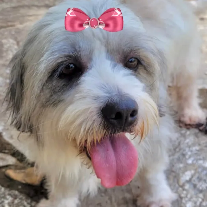 Cachorro ra a Mestiça  idade 2 a 6 meses nome Meg 