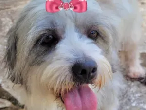 Cachorro raça Mestiça  idade 2 a 6 meses nome Meg 
