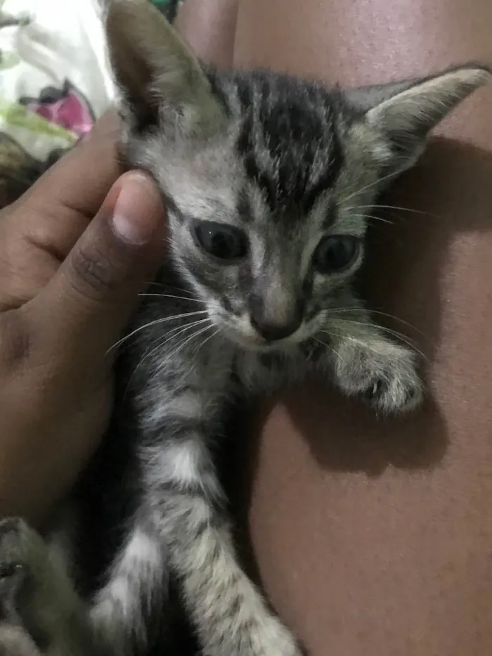 Gato ra a Gato cinza tigrado  idade Abaixo de 2 meses nome Sem nome