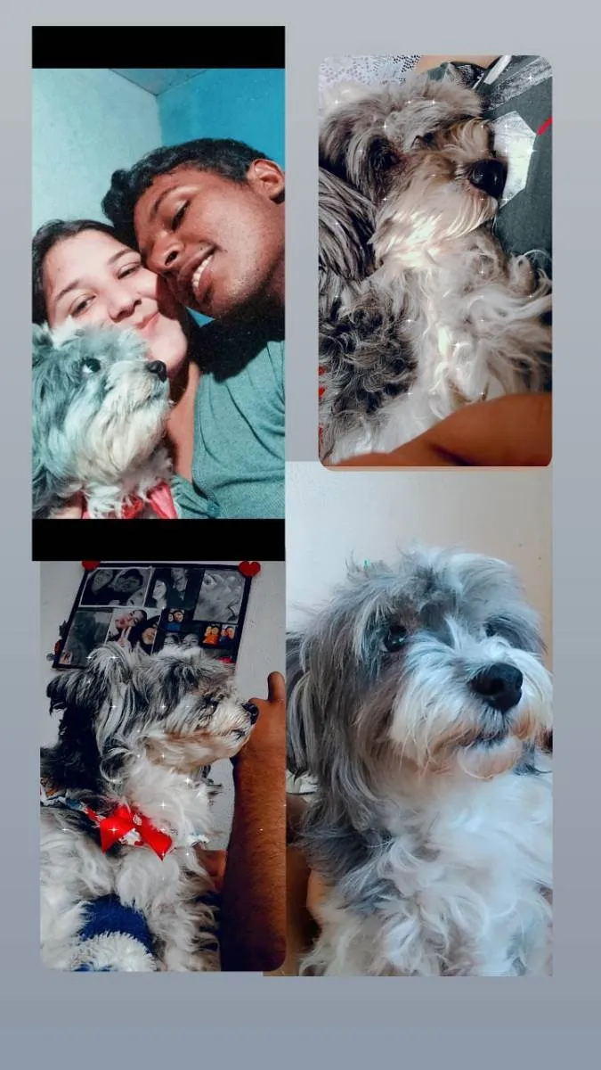 Cachorro ra a  idade 6 ou mais anos nome Fofinha 