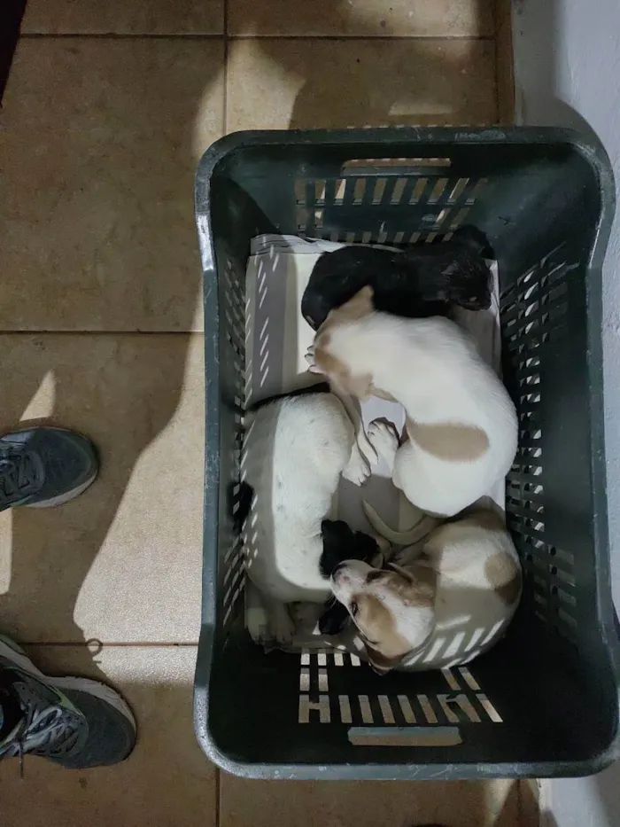 Cachorro ra a Vira lata idade Abaixo de 2 meses nome Não tem 