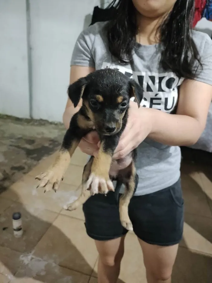 Cachorro ra a Vira lata idade Abaixo de 2 meses nome Não tem 