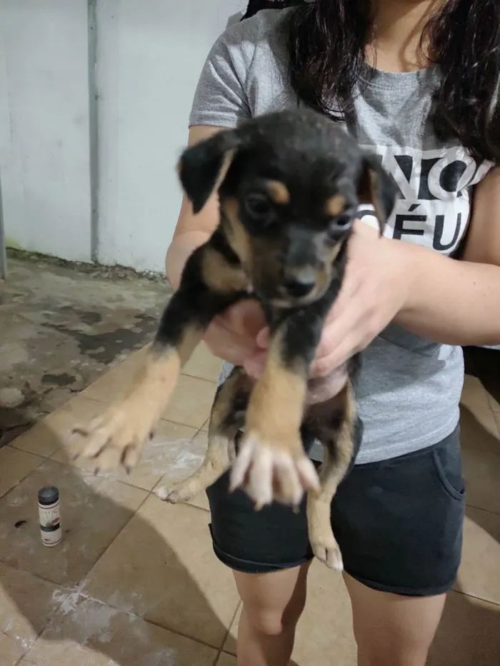 Cachorro ra a Vira lata idade Abaixo de 2 meses nome Não tem 