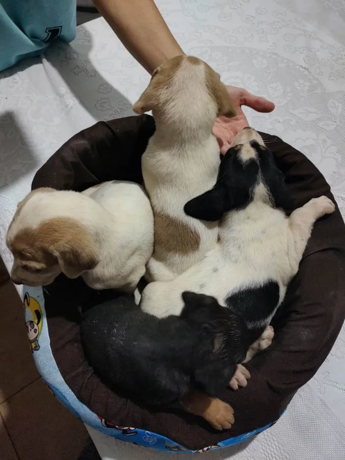 Cachorro ra a Vira lata idade Abaixo de 2 meses nome Não tem 