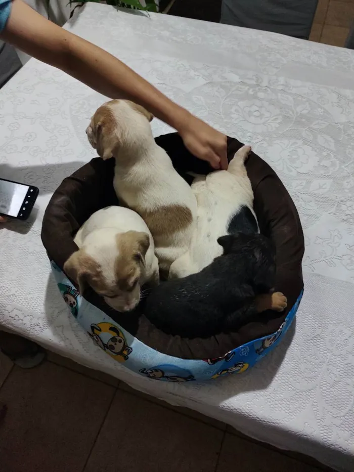 Cachorro ra a Vira lata idade Abaixo de 2 meses nome Não tem 