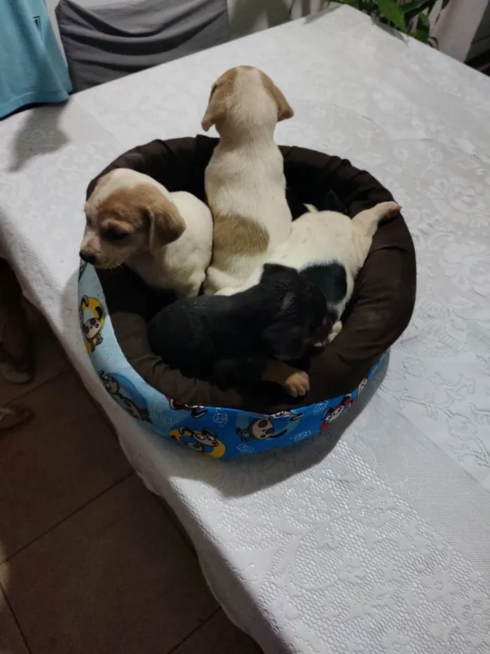 Cachorro ra a Vira lata idade Abaixo de 2 meses nome Não tem 