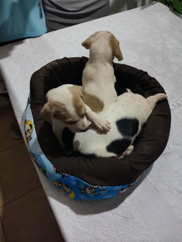 Cachorro ra a Vira lata idade Abaixo de 2 meses nome Não tem 