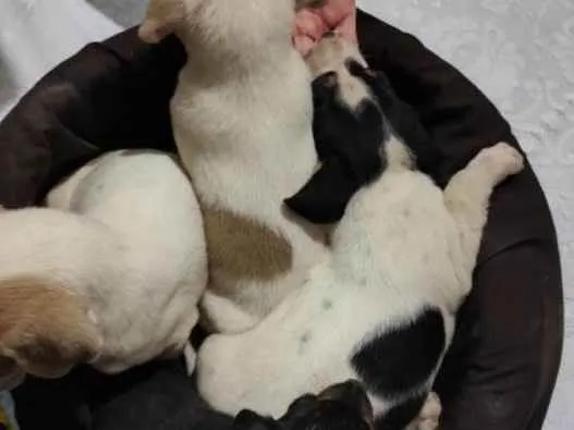 Cachorro ra a Vira lata idade Abaixo de 2 meses nome Não tem 