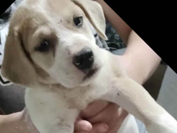 Cachorro ra a Vira lata idade Abaixo de 2 meses nome Não tem 