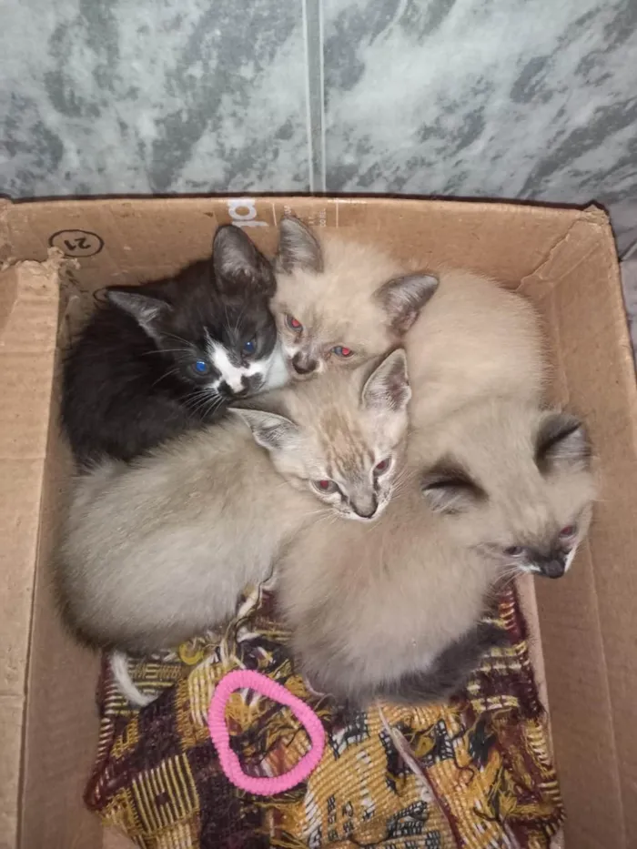 Gato raça Nao sei idade 2 a 6 meses nome Gatinhos