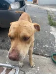 Cachorro raça Nao sei idade 1 ano nome Doguinho