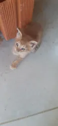 Teodoro e Chico