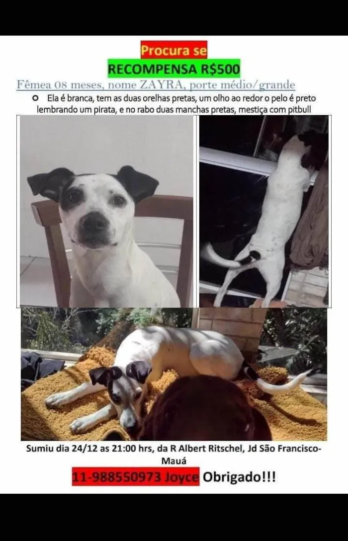 Cachorro ra a Mistura de SRD e Pitbull  idade 7 a 11 meses nome Zayra