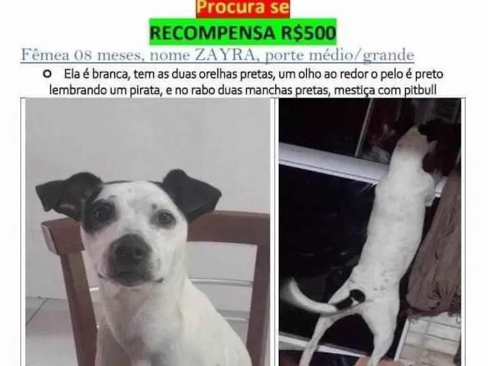 Cachorro ra a Mistura de SRD e Pitbull  idade 7 a 11 meses nome Zayra