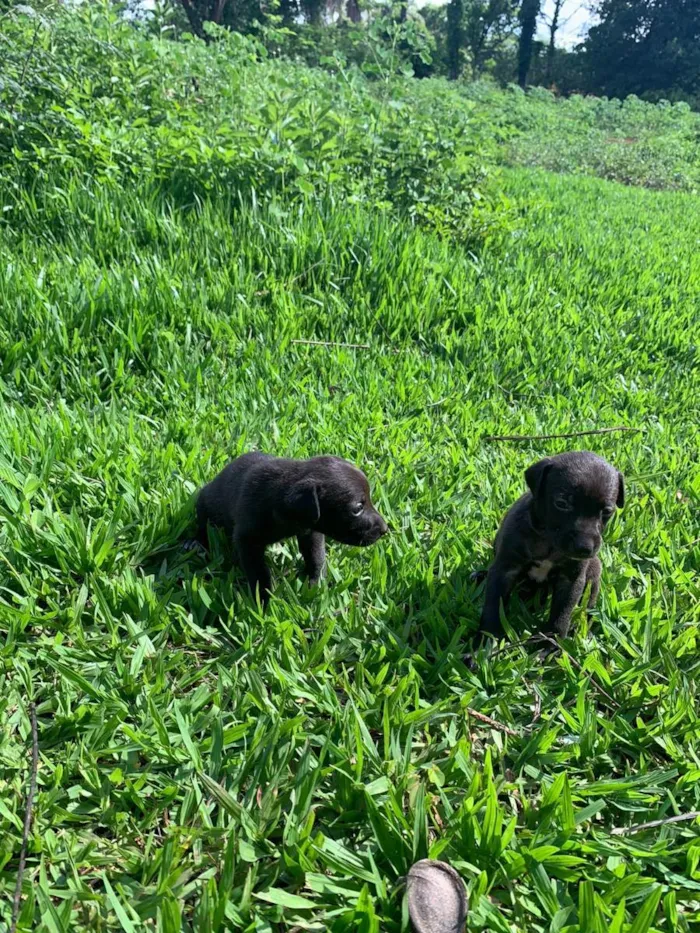 Cachorro ra a Vira Lata idade 2 a 6 meses nome Amora