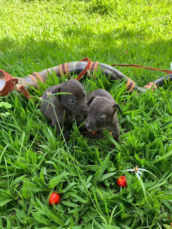 Cachorro ra a Vira Lata idade 2 a 6 meses nome Amora