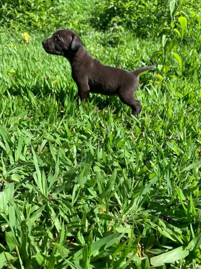 Cachorro ra a Vira Lata idade 2 a 6 meses nome Amora