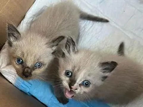 Gato raça S/R idade 2 a 6 meses nome Gatinhas