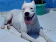 Apolo