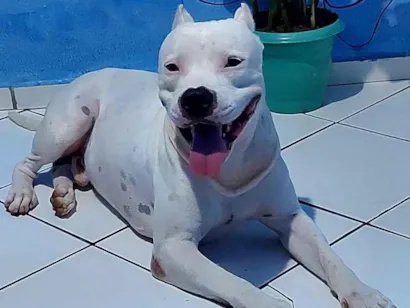 Cachorro raça Pitbull idade 1 ano nome Apolo