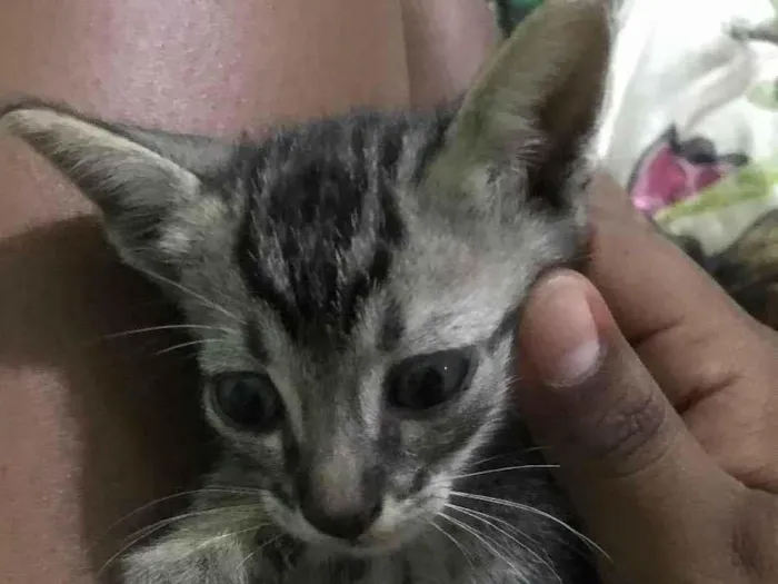 Gato ra a Gato cinza tigrado  idade Abaixo de 2 meses nome Sem nome