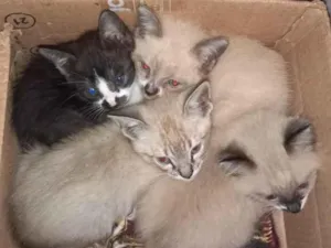 Gato raça Nao sei idade 2 a 6 meses nome Gatinhos