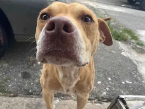 Cachorro raça Nao sei idade 1 ano nome Doguinho