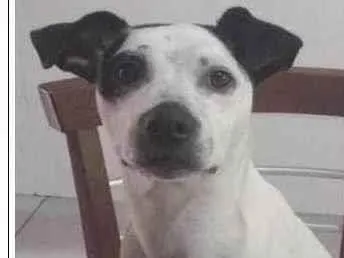 Cachorro ra a Mistura de SRD e Pitbull  idade 7 a 11 meses nome Zayra