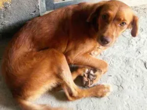 Cachorro raça Não sei definir  idade 2 anos nome Mel ( colocado )