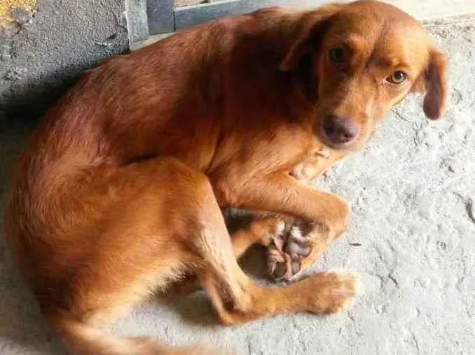 Cachorro ra a Não sei definir  idade 2 anos nome Mel ( colocado )