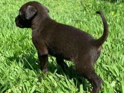Cachorro raça Vira Lata idade 2 a 6 meses nome Amora