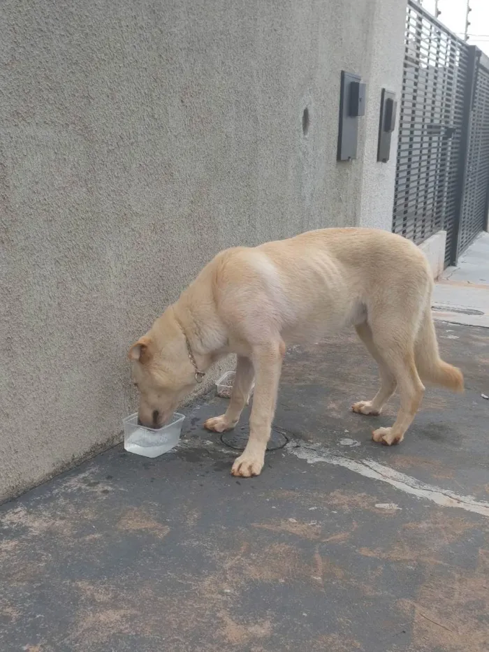 Cachorro ra a Pastor belga  idade  nome SEM NOME