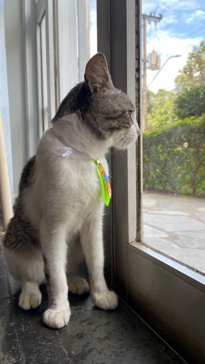 Gato ra a SRD idade 2 anos nome Bidu 