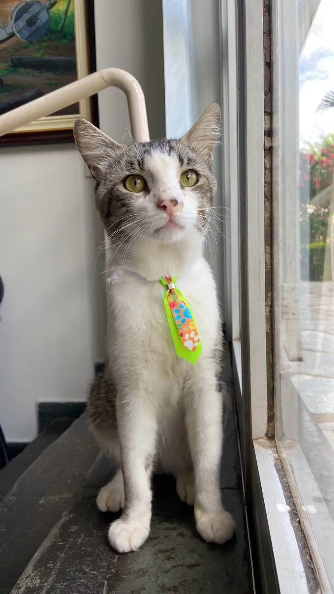 Gato ra a SRD idade 2 anos nome Bidu 