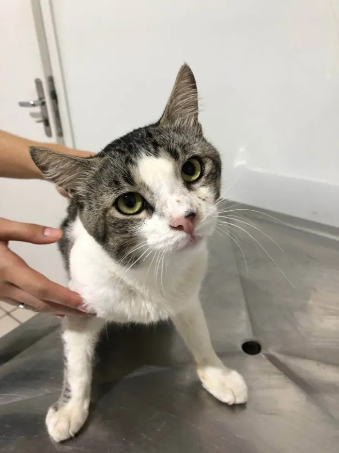 Gato ra a SRD idade 2 anos nome Bidu 