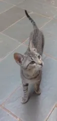 GATINHAS