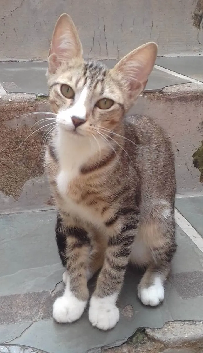 Gato ra a SRD idade 2 a 6 meses nome GATINHAS