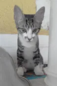 GATINHAS
