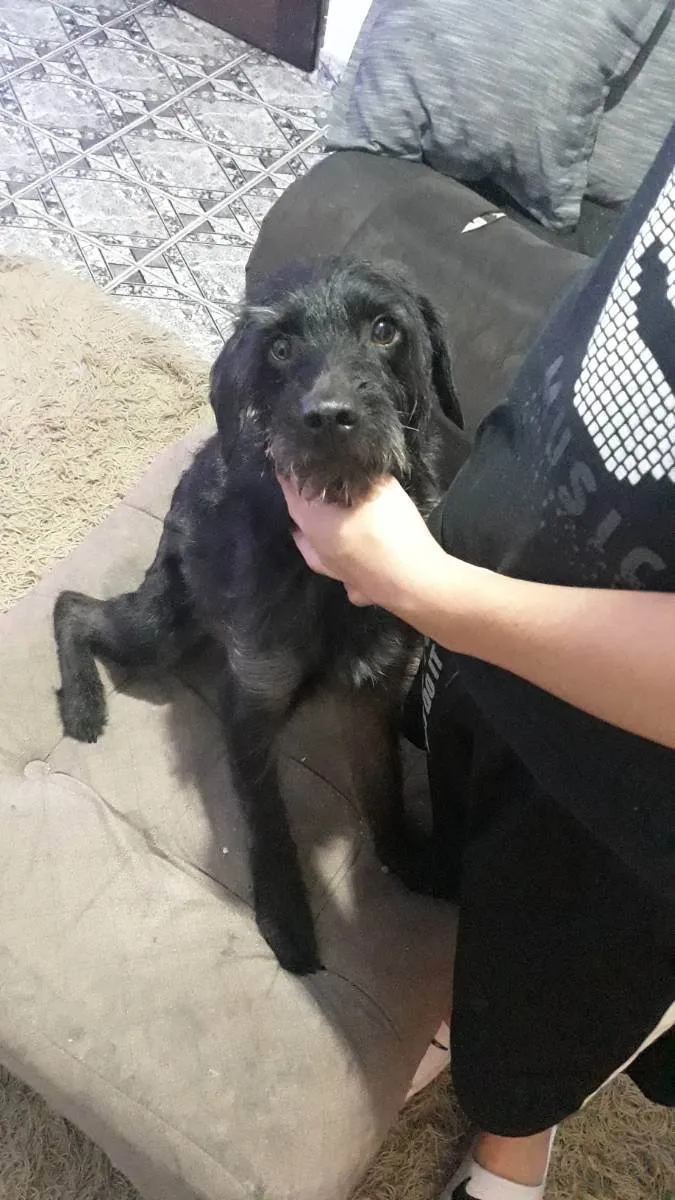 Cachorro ra a Indefinida idade 3 anos nome Artemis