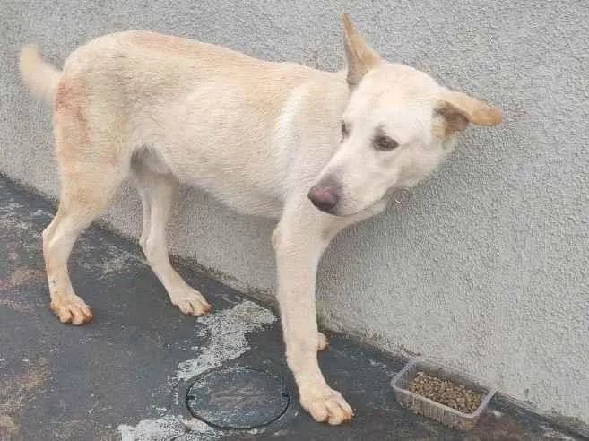 Cachorro ra a Pastor belga  idade  nome SEM NOME