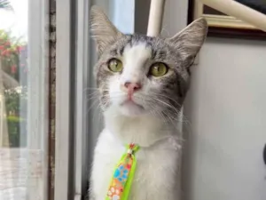 Gato raça SRD idade 2 anos nome Bidu 