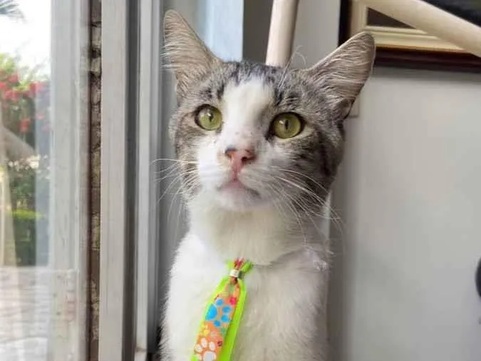 Gato ra a SRD idade 2 anos nome Bidu 