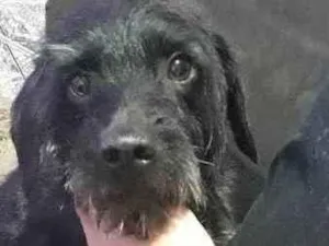 Cachorro raça Indefinida idade 3 anos nome Artemis