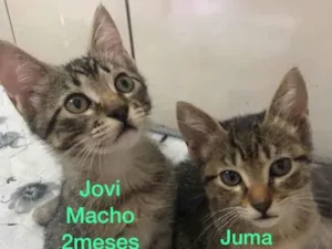 Gato raça Vira Lata idade 2 a 6 meses nome Juma e Jove 