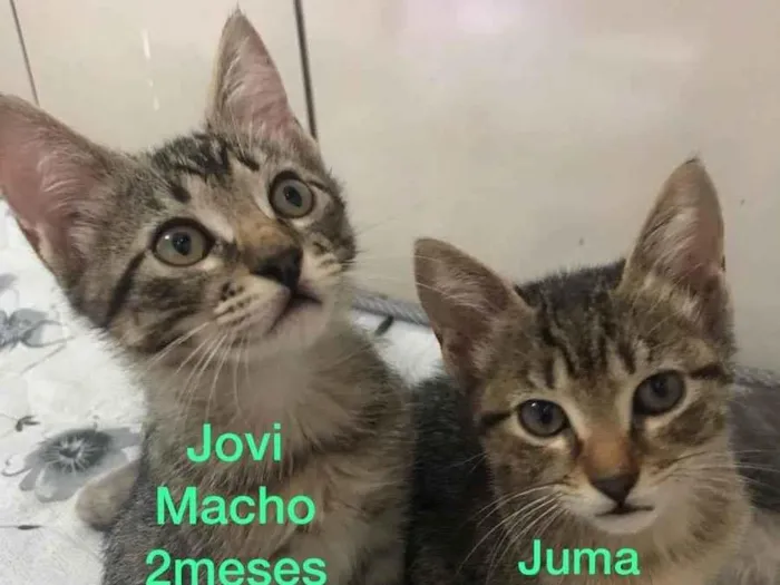 Gato ra a Vira Lata idade 2 a 6 meses nome Juma e Jove 