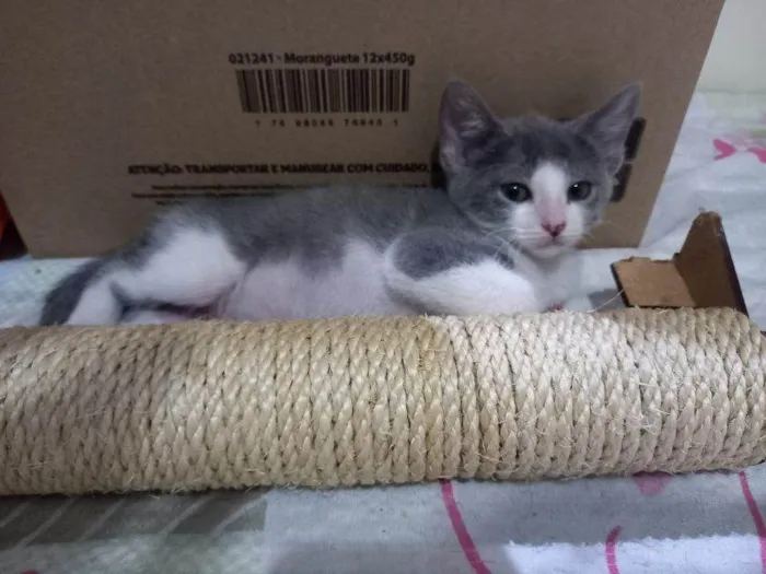 Gato raça SRD idade 2 a 6 meses nome Pyetro