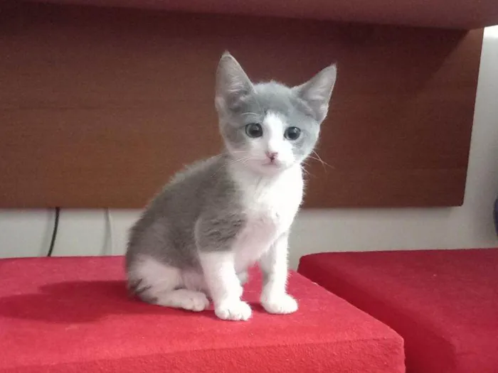 Gato raça SRD idade 2 a 6 meses nome Pyetro